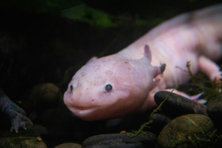 10 dieren die buitenaards lijken, maar echt bestaan