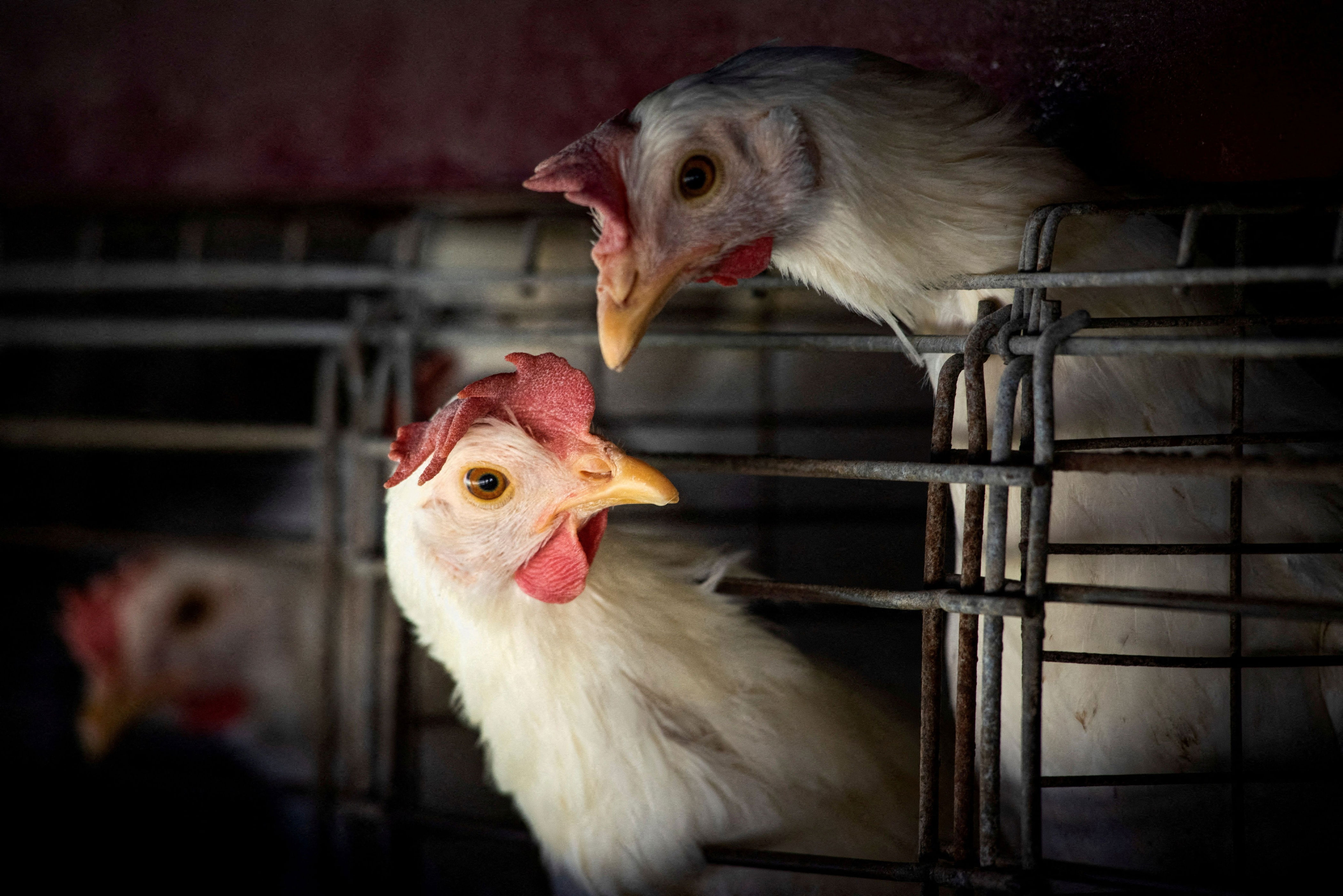 “presencia de partículas virales”: detectan trazas de gripe aviar en producto de consumo diario en supermercado