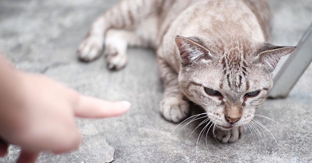 vidéo. “on ne punit jamais un chat !”. la mise en garde d’un vétérinaire.