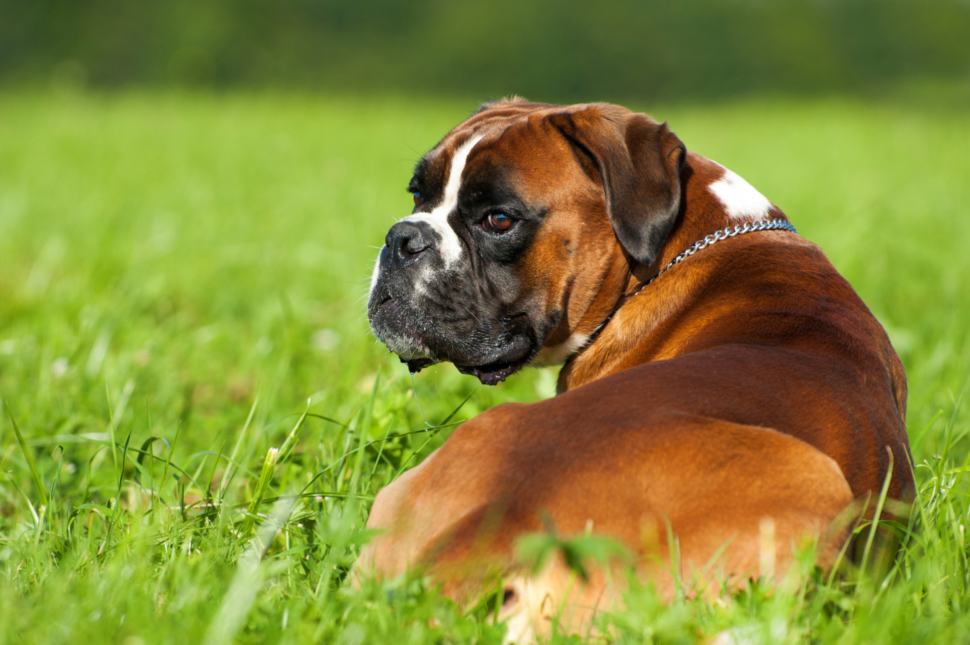 The easiest dog breeds to train