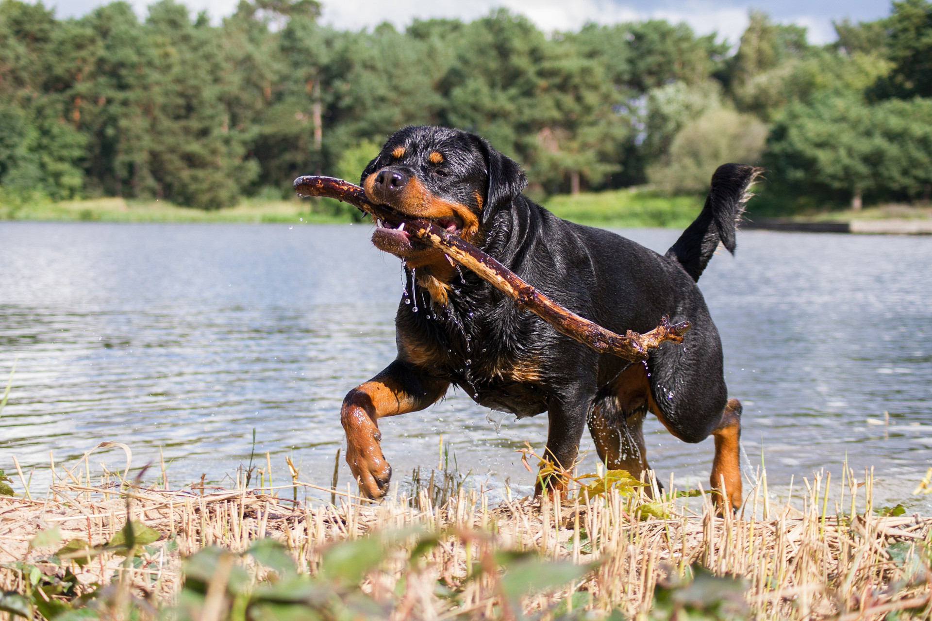 The easiest dog breeds to train