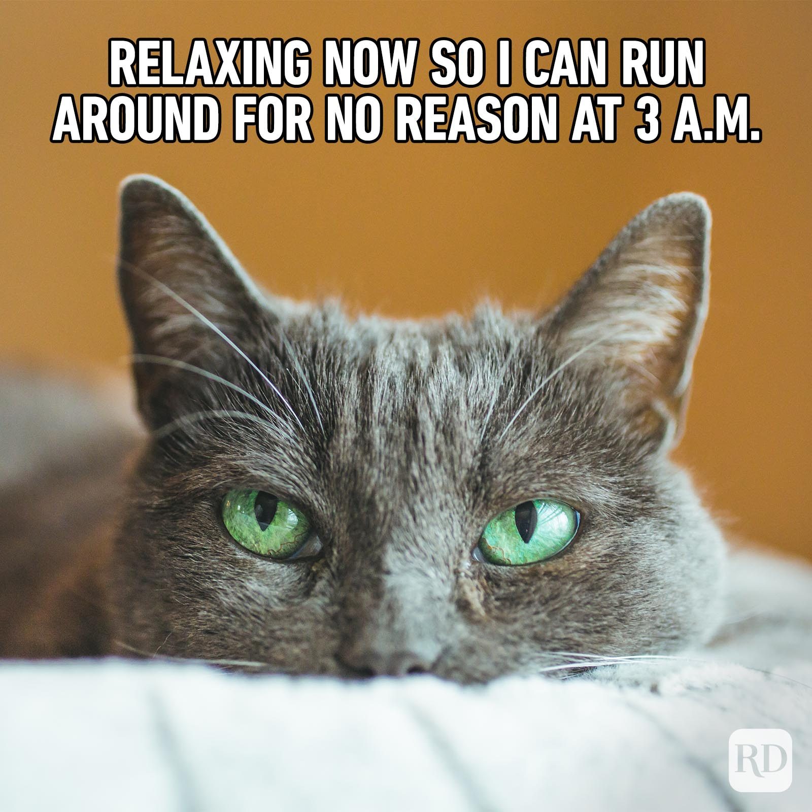 71 Hilarious Cat Memes You Will Laugh at Every Time