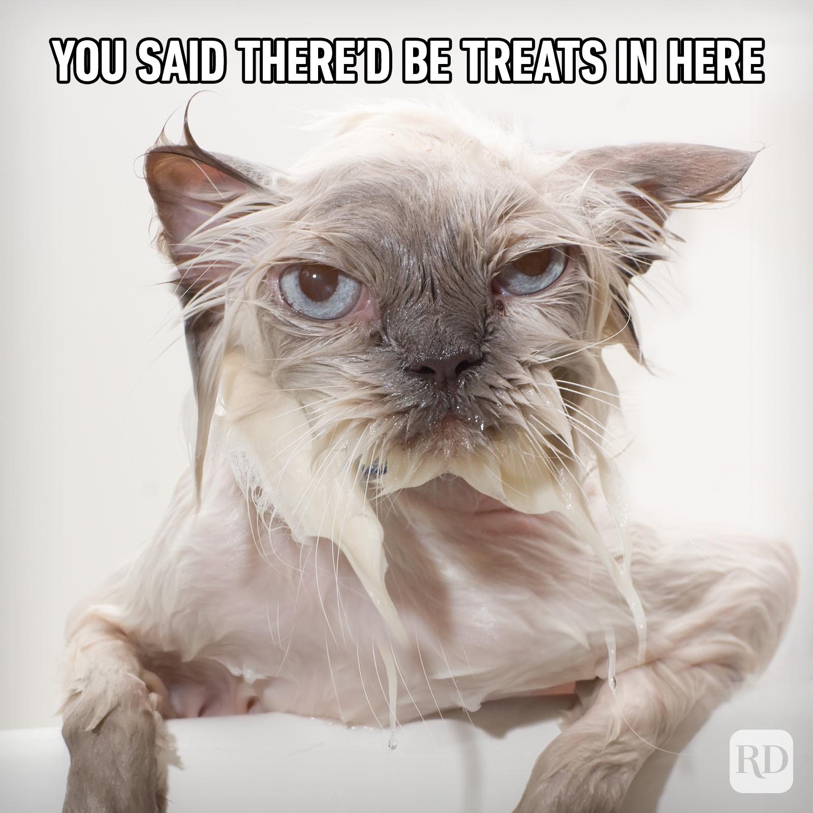 71 Hilarious Cat Memes You Will Laugh at Every Time