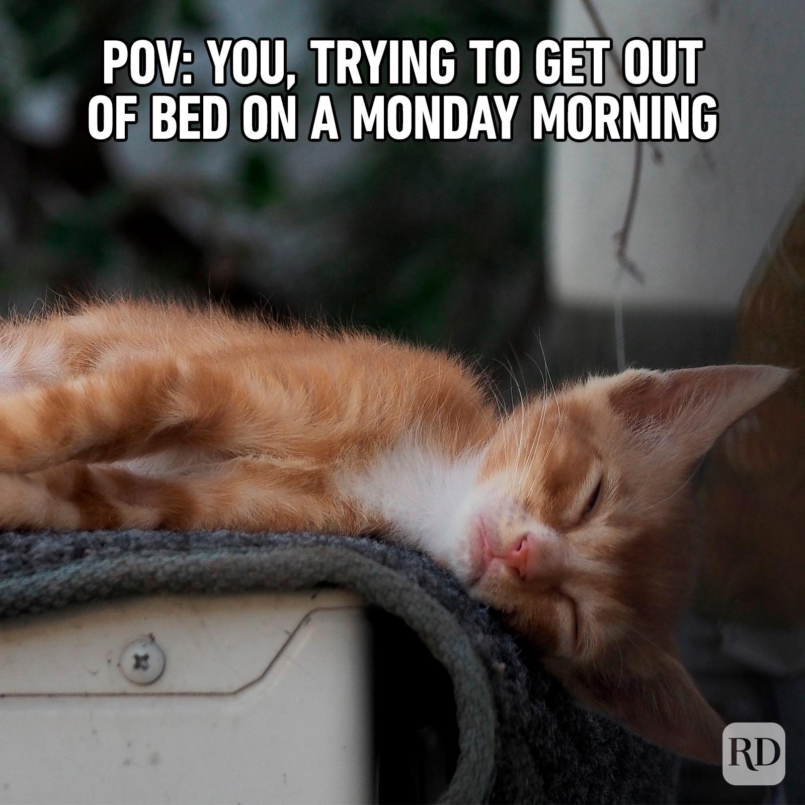 71 Hilarious Cat Memes You Will Laugh at Every Time