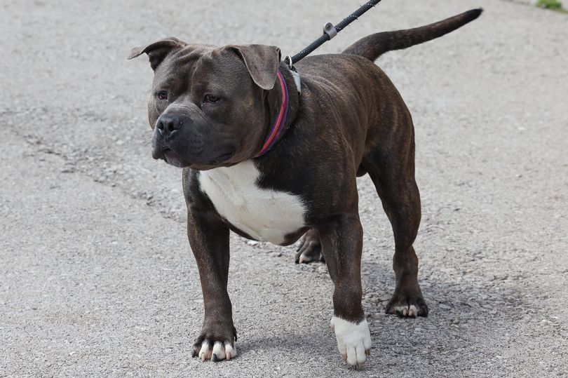 American XL Bully Ban All The Rules And Dates On When They Become   AA1a3OmD.img