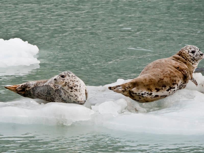 2 Harbor seals floating on an iceberg