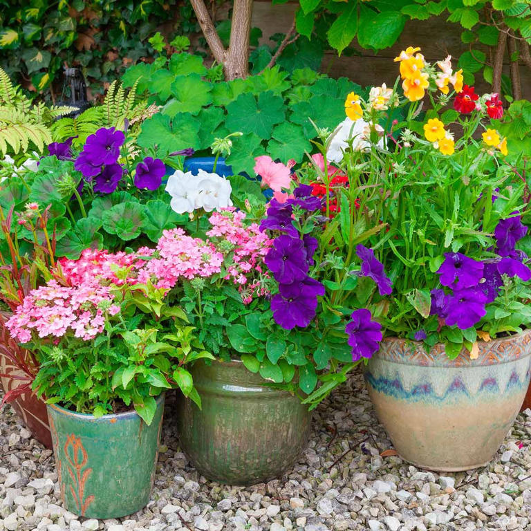 The 6 Most Common Plant Problems Solved