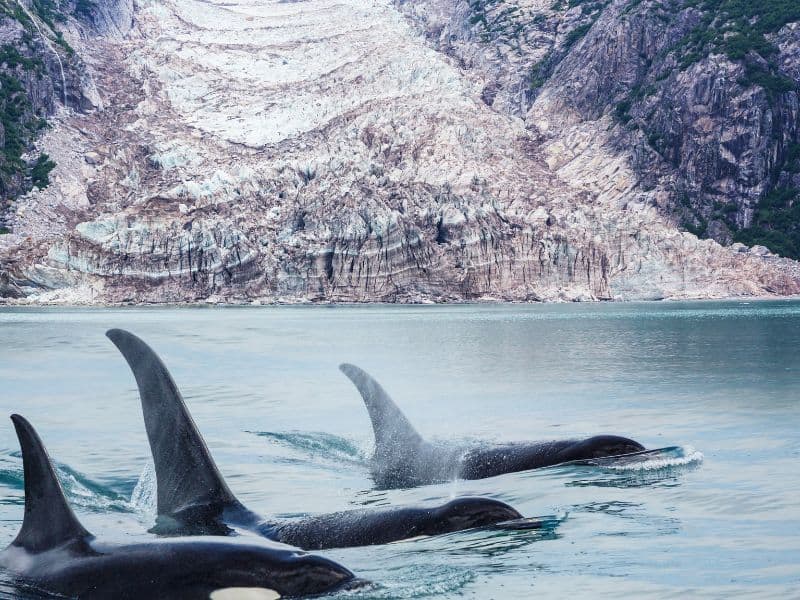3 Dorsal Fins from Orcas in front of a Glacier