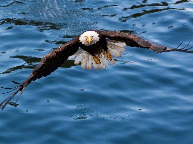 A bald Eagle soars above the sea