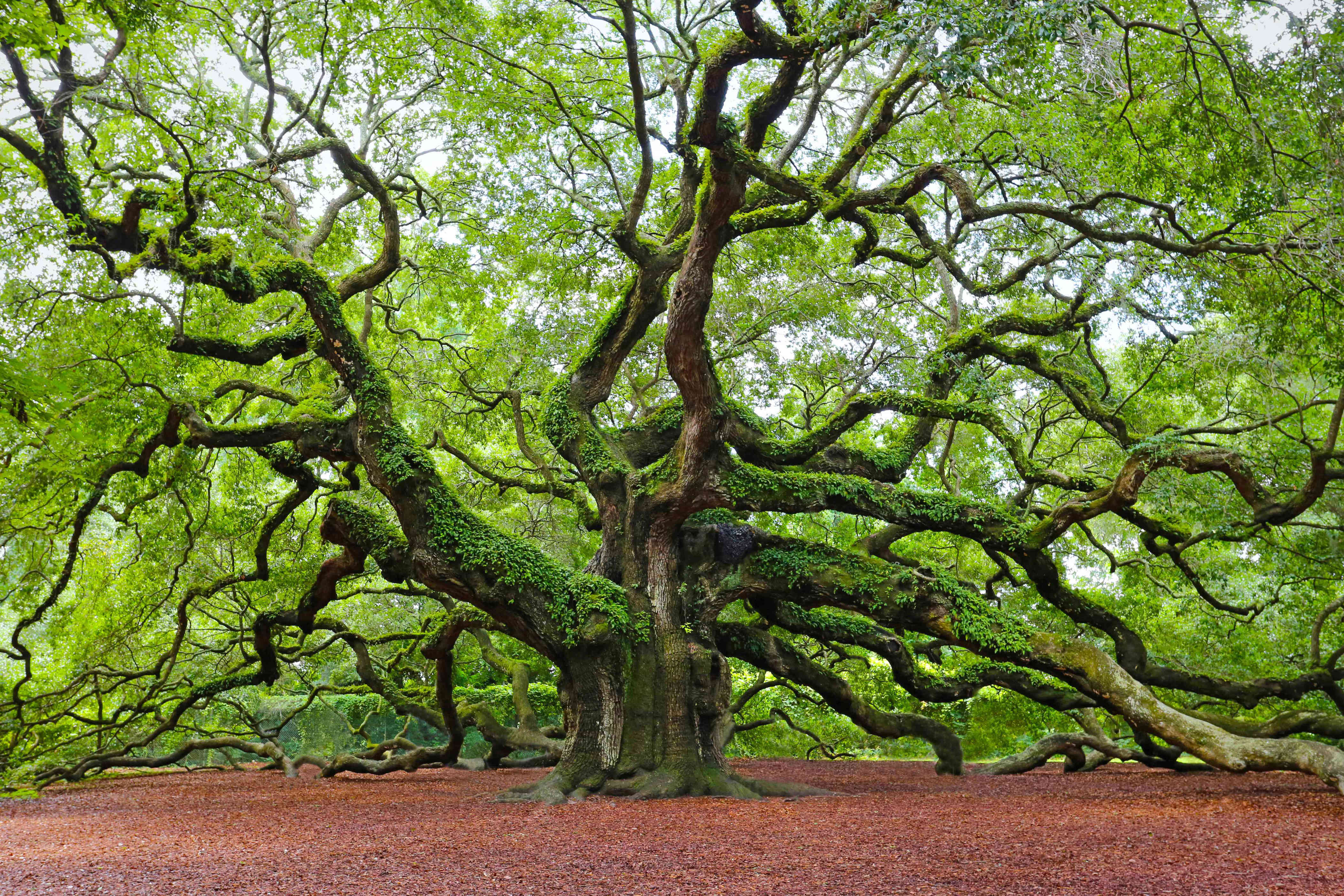 Дерево ис. Орегонский дуб Канада.