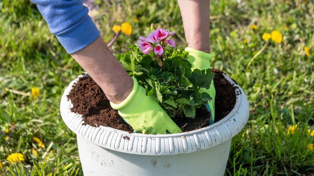 Geranien pflanzen Wann und wie macht man es?