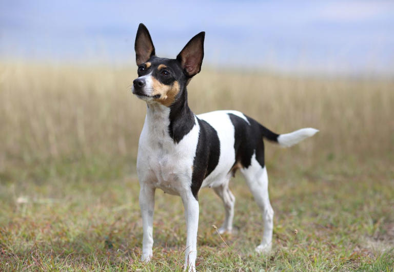 These adorably small dog breeds stay tiny forever