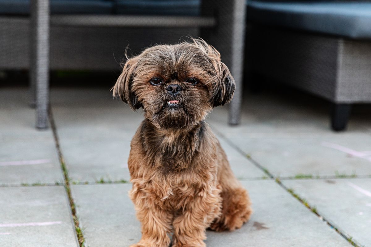 These Adorably Small Dog Breeds Stay Tiny Forever
