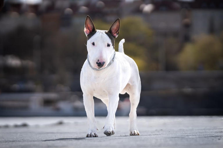 These adorably small dog breeds stay tiny forever