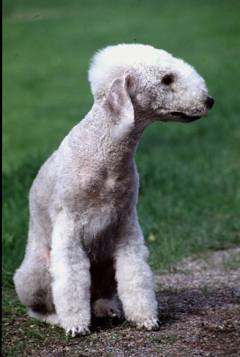 These adorably small dog breeds stay tiny forever