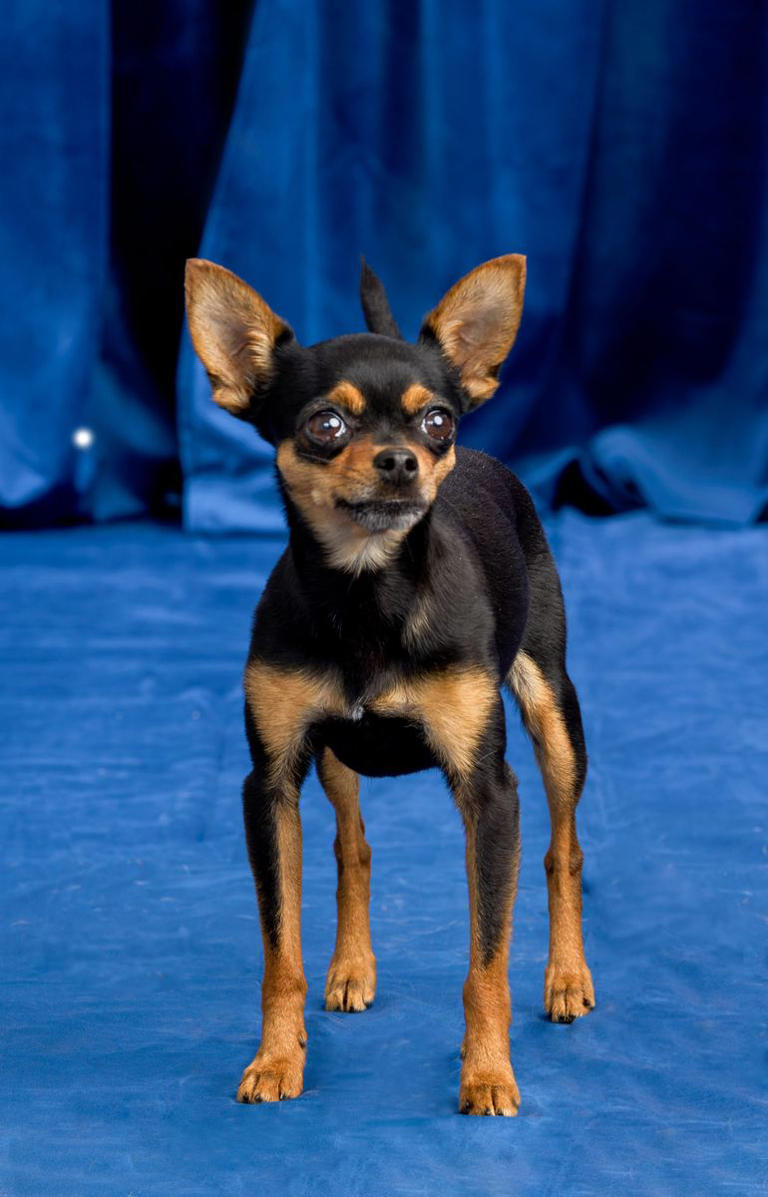 These adorably small dog breeds stay tiny forever