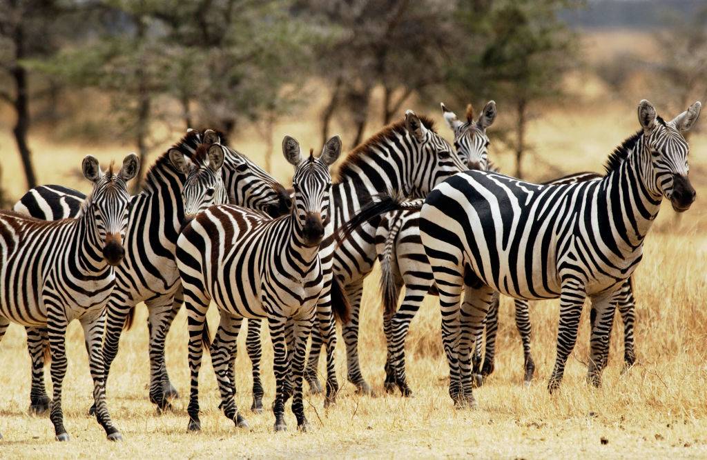 <p>Safaris may be the perfect way to get an up-close view of wild animals, but a helicopter ride can allow you to take them all in at once. One of the places visitors are bound to see thousands of wild animals is the Serengeti National Park in Tanzania.</p> <p>Anyone planning a trip to do this should try and go between July and October to catch the Great Migration. It's the largest animal migration in the world where millions of zebras, wildebeest, and other antelope species make the journey from Tanzania to Kenya. They have to face many threats such as crocodile-infested waters and terrestrial predators (lions, leopards, etc.).</p>