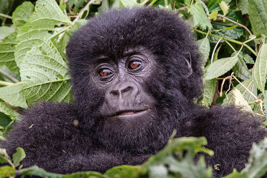 <p>There's plenty to see at Virunga National Park in the Democratic Republic of Congo. They have multiday helicopter tours available where travelers can view the jungle high above the treetops. It's very common to see the mountain gorillas and elephants roaming about, which will seem like a scene out of <i>Tarzan</i>.</p> <p>Some tours also stop at Mount Nyiragongo, which features an active volcano. Virunga National Park is Africa's oldest wildlife park and has been a pristine habitat rich in biodiversity for several decades. Both the lowland and forest are overflowing with diverse species of trees, ferns, butterflies, birds, and more.</p>