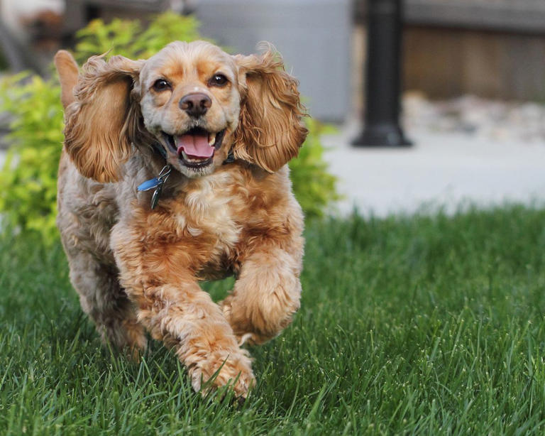 These adorably small dog breeds stay tiny forever