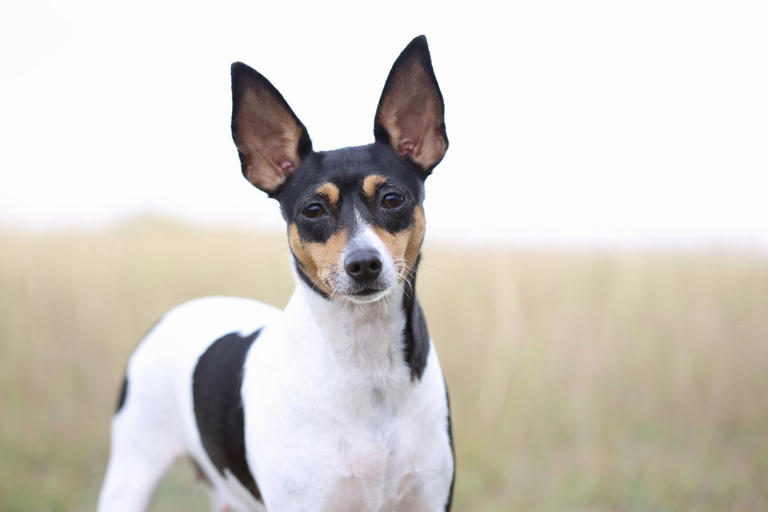 These adorably small dog breeds stay tiny forever
