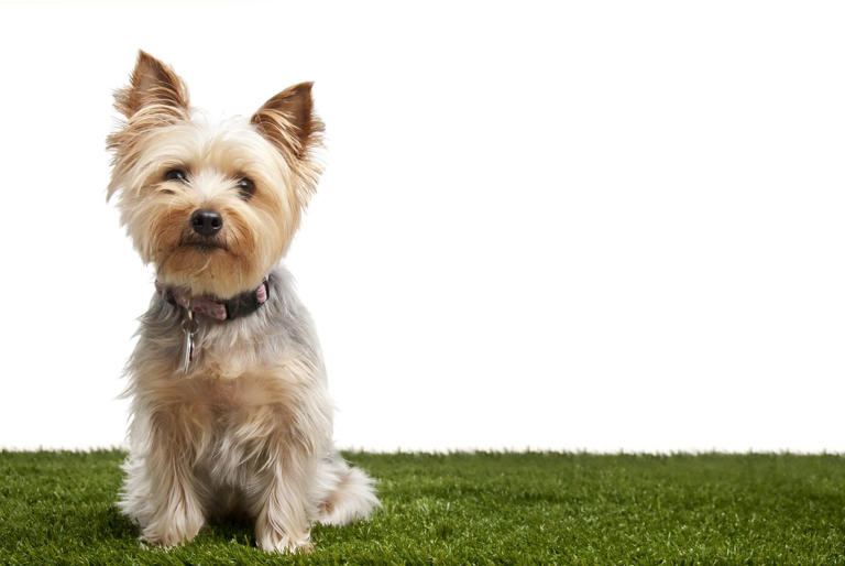 These adorably small dog breeds stay tiny forever