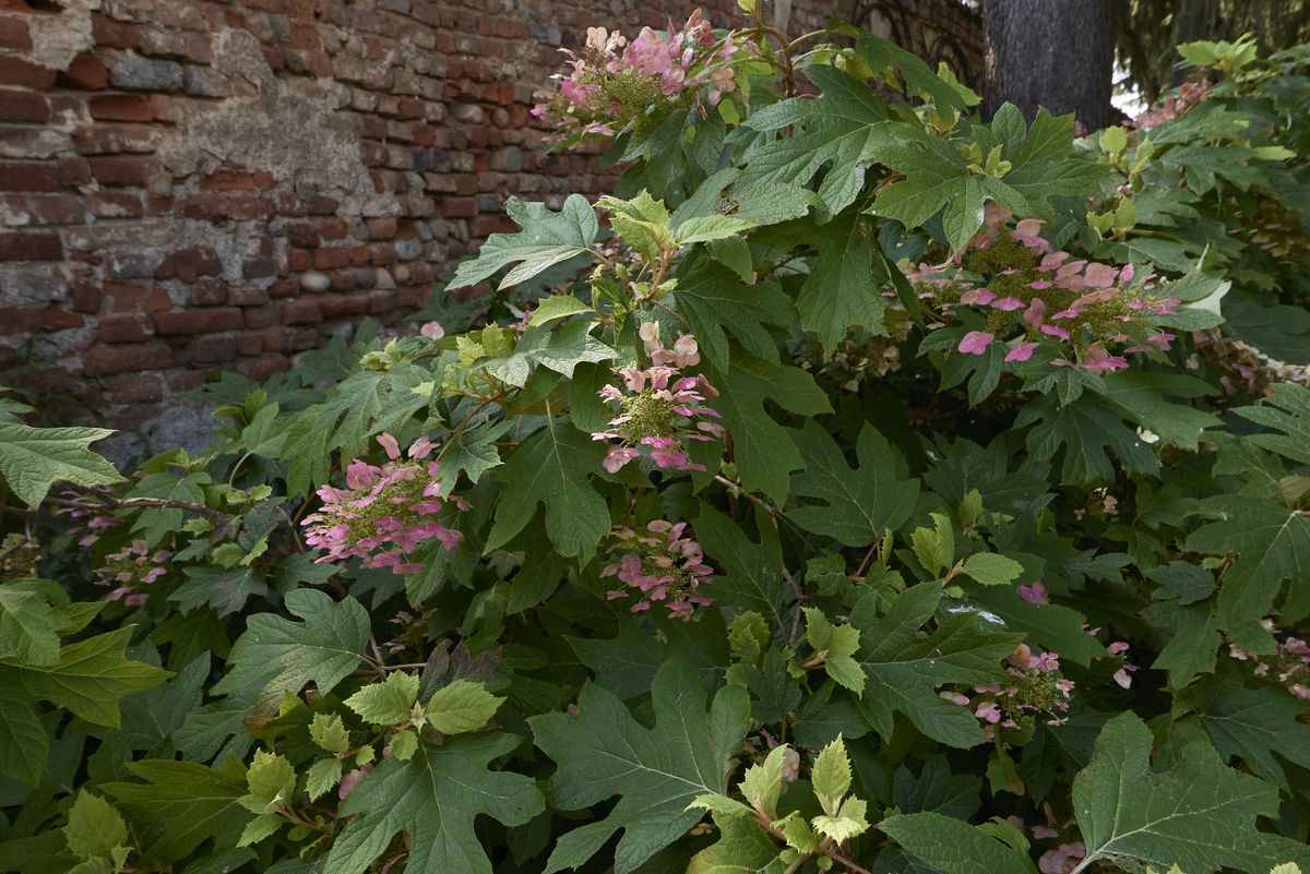 These Pink Flowering Trees Will Completely Transform Your Garden