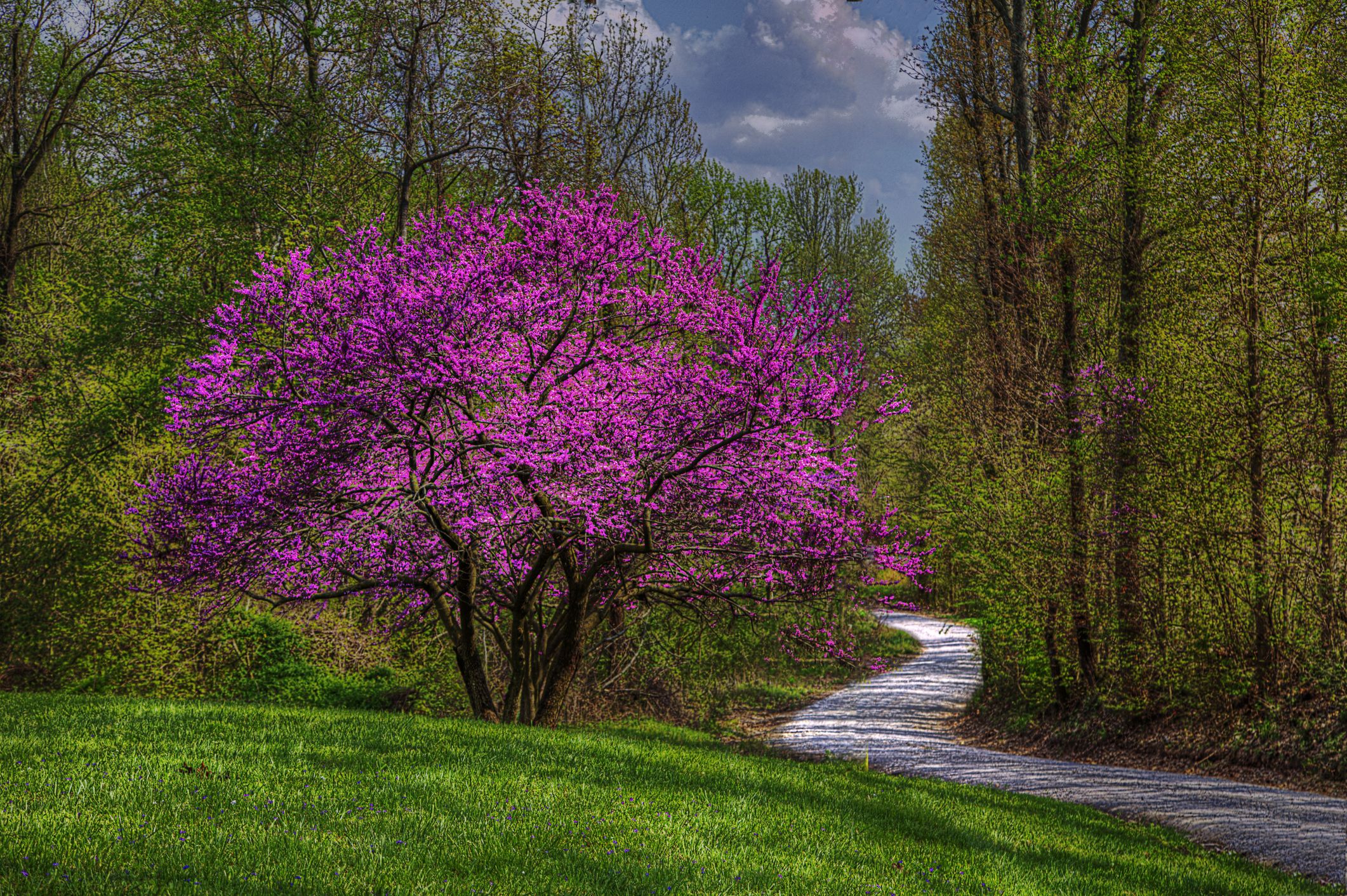 These Pink Flowering Trees Will Completely Transform Your Garden