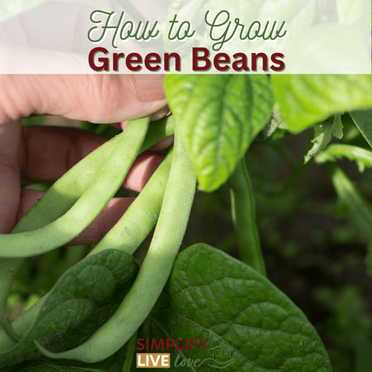 How to Grow Green Beans - A Comprehensive Guide from Seed to Harvest