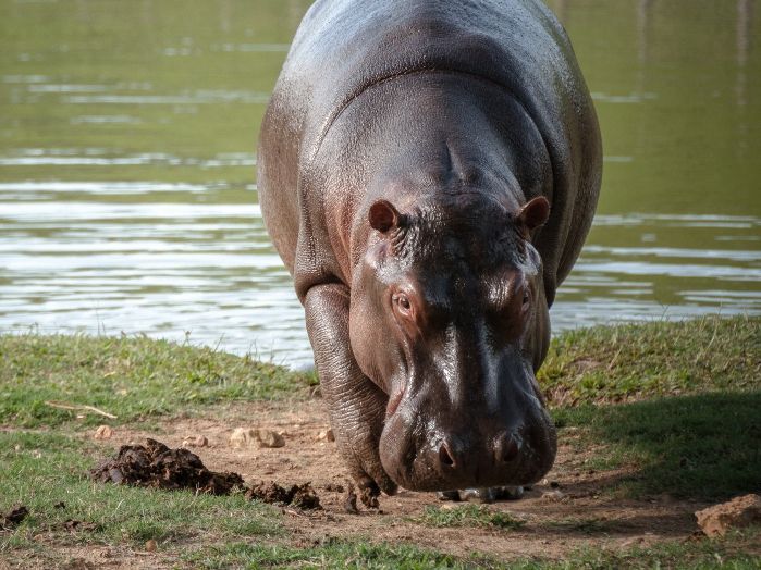 investigan a funcionaria del santuario en méxico que busca llevarse hipopótamos