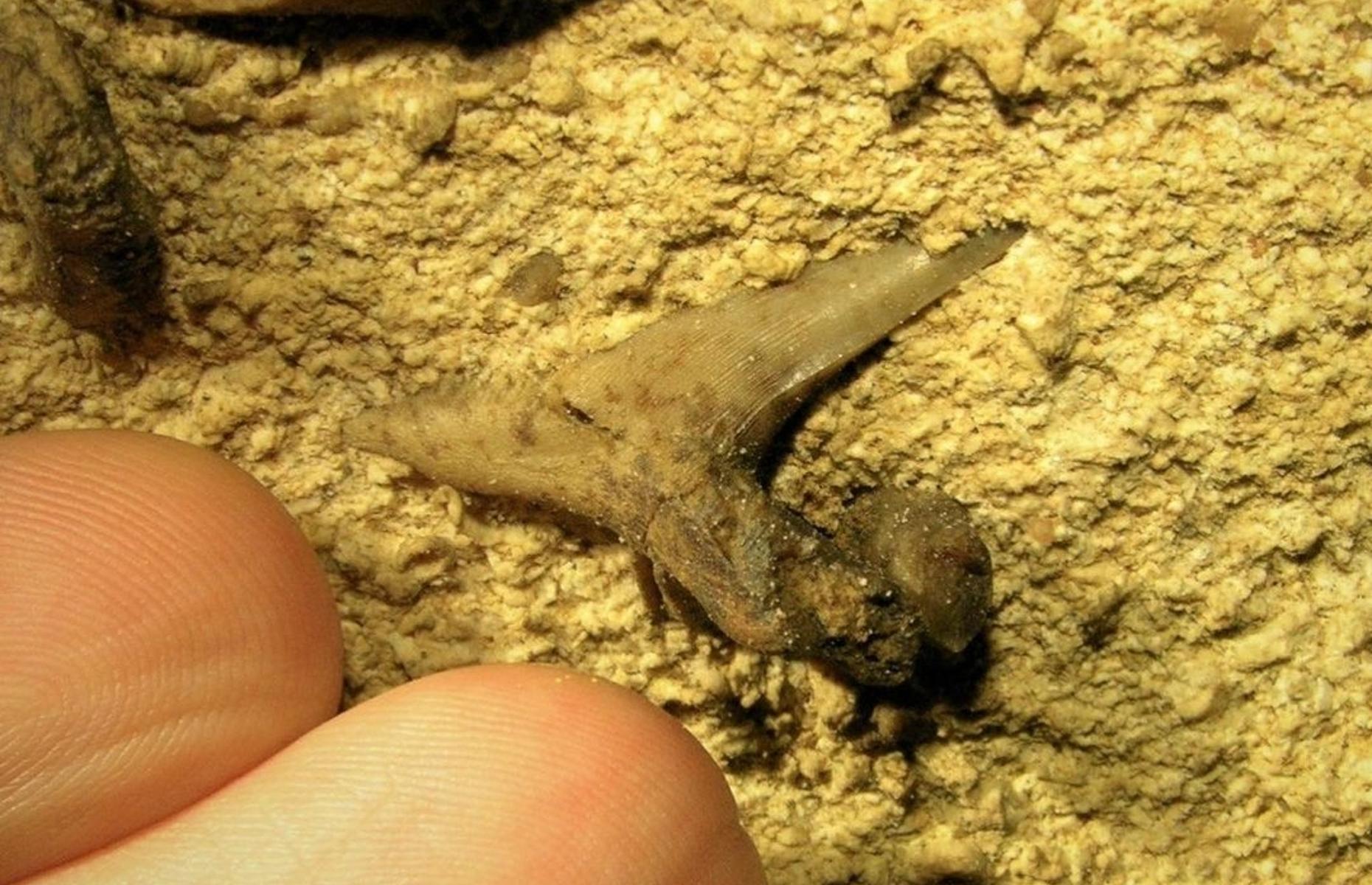 The most fascinating fossil finds from this century