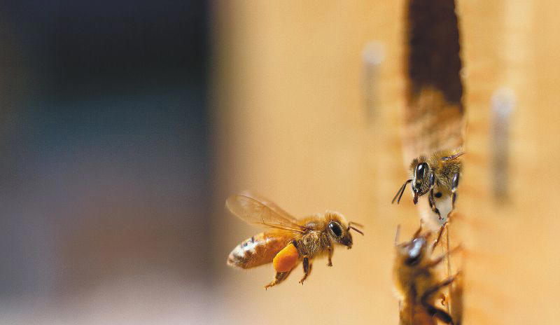 ¿por qué las abejas son importantes en la polinización de las plantas?