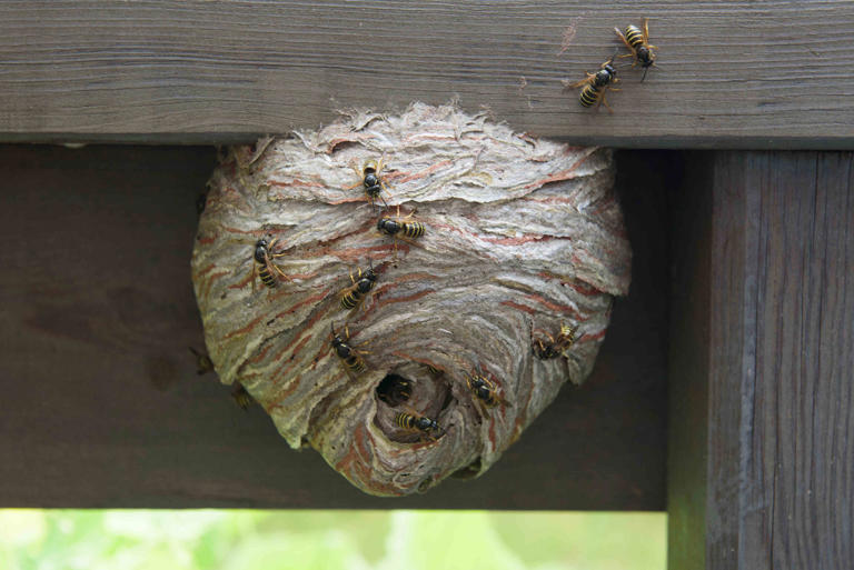 How To Keep Wasps Away From Your Home