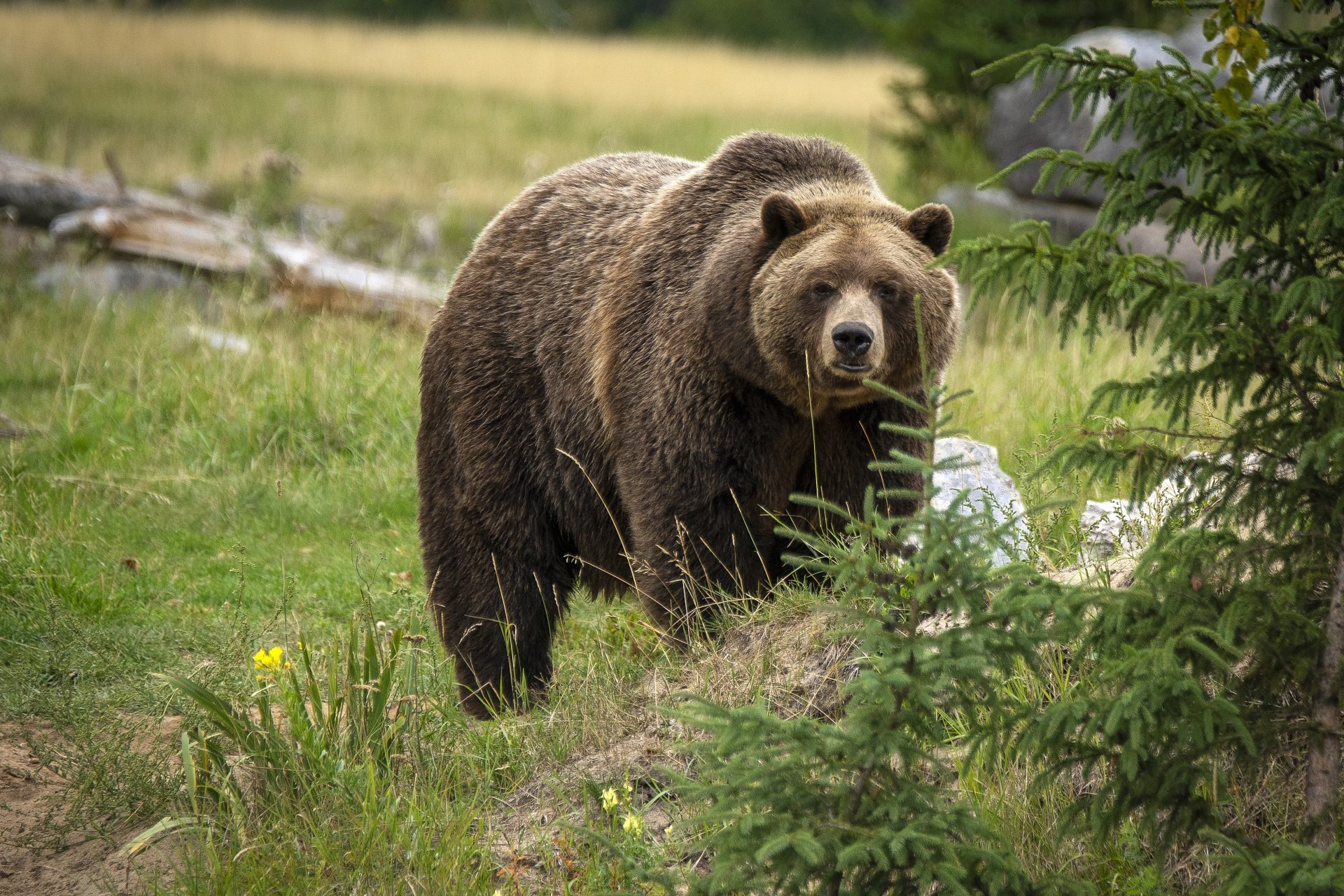 Be Bear Savvy With These Safety Tips For Campers And Hikers