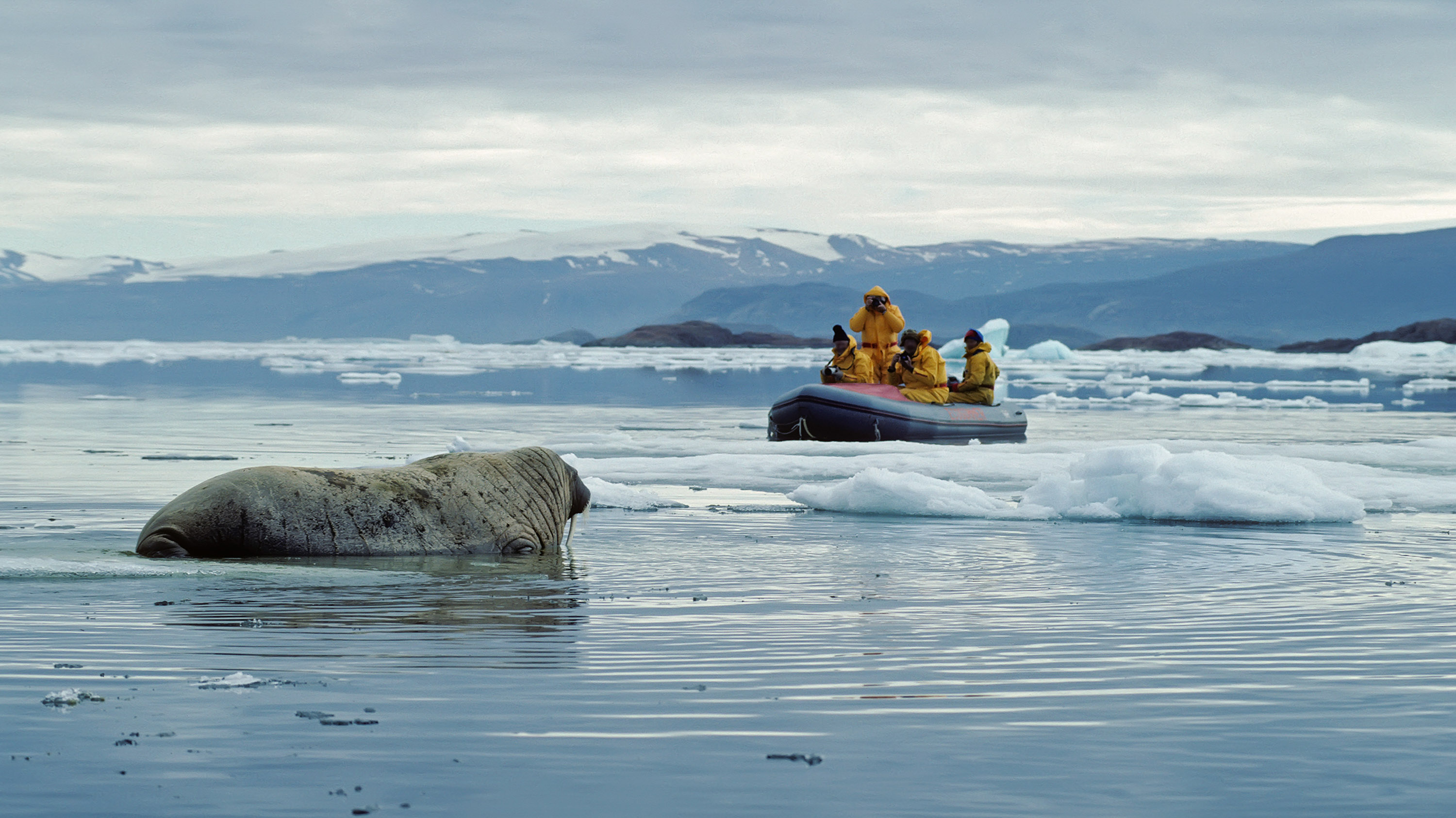 <p><strong>Estimated cost: </strong>$39,900</p> <p>Want to experience a one-of-a-kind vacation in Canada? Take a journey lasting over three weeks with a seasoned expedition team on the <a href="https://www.nationalgeographic.com/expeditions/destinations/polar/ocean/epic-voyage-to-the-far-north/" rel="noreferrer noopener">National Geographic Explorer cruise ship</a> to Ellesmere Island. Home to polar bears, muskox and narwhals, the glacial landscape provides the perfect backdrop to hike, kayak and photograph wildlife.</p> <p><strong>How to get there:</strong> The best way to visit Ellesmere Island is on a summertime expedition. Striking out from Greenland's Western Coast, 25-day expeditions visit Inuit Villages and remote shorelines, including time on Ellesmere Island.</p> <p><strong><em>Also: <a href="https://www.gobankingrates.com/saving-money/travel/tips-for-saving-money-on-airfare-this-spring/?utm_term=related_link_5&utm_campaign=1224529&utm_source=msn.com&utm_content=7&utm_medium=rss" rel="">10 Tips for Saving Money on Airfare This Spring</a></em></strong></p>