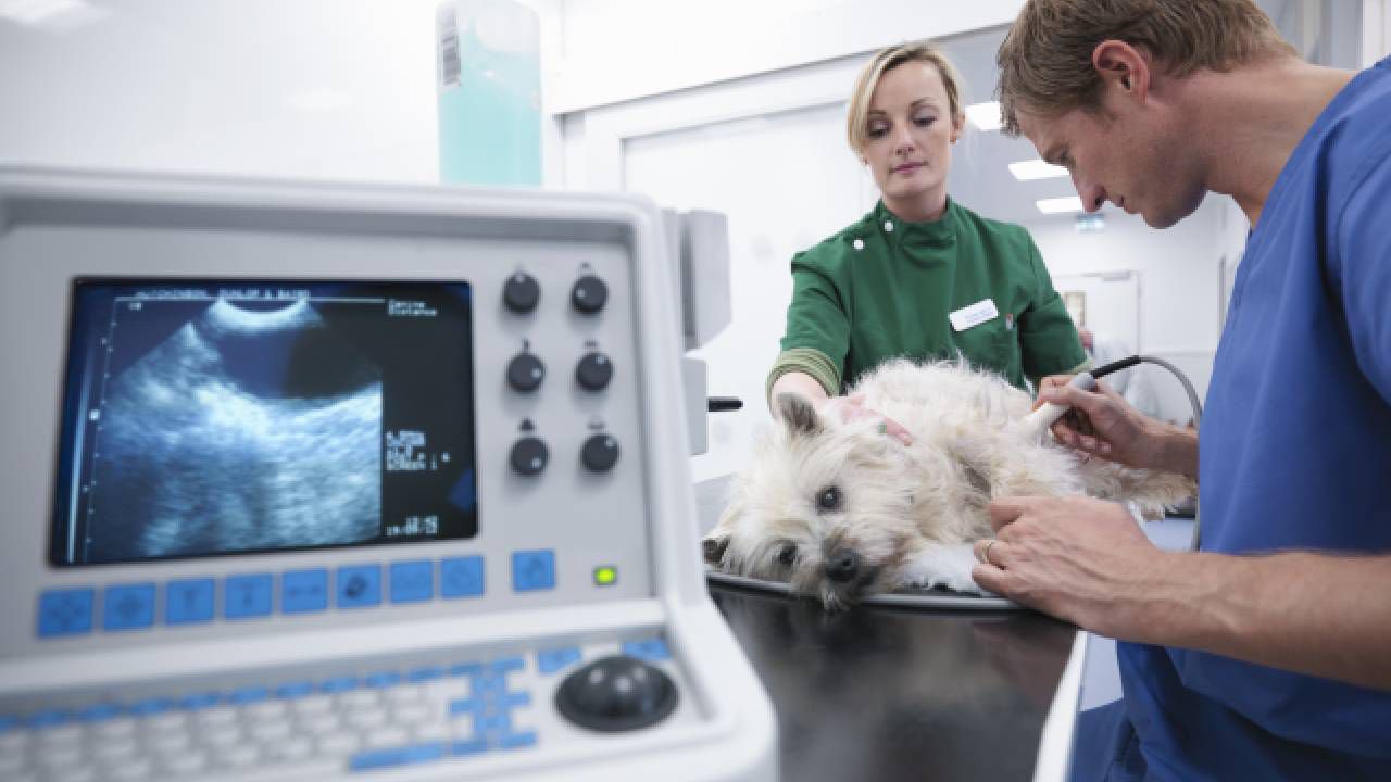 alerta canina: los signos clave de un infarto en perros que todo dueño debe conocer