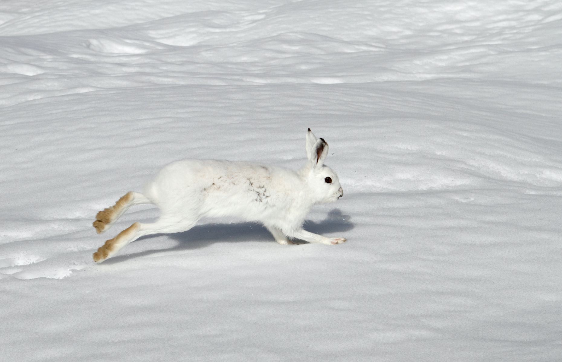 20 animals that have mastered the art of camouflage