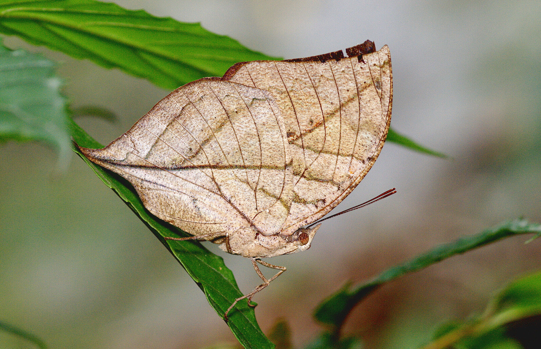 20 Animals That Have Mastered Camouflage