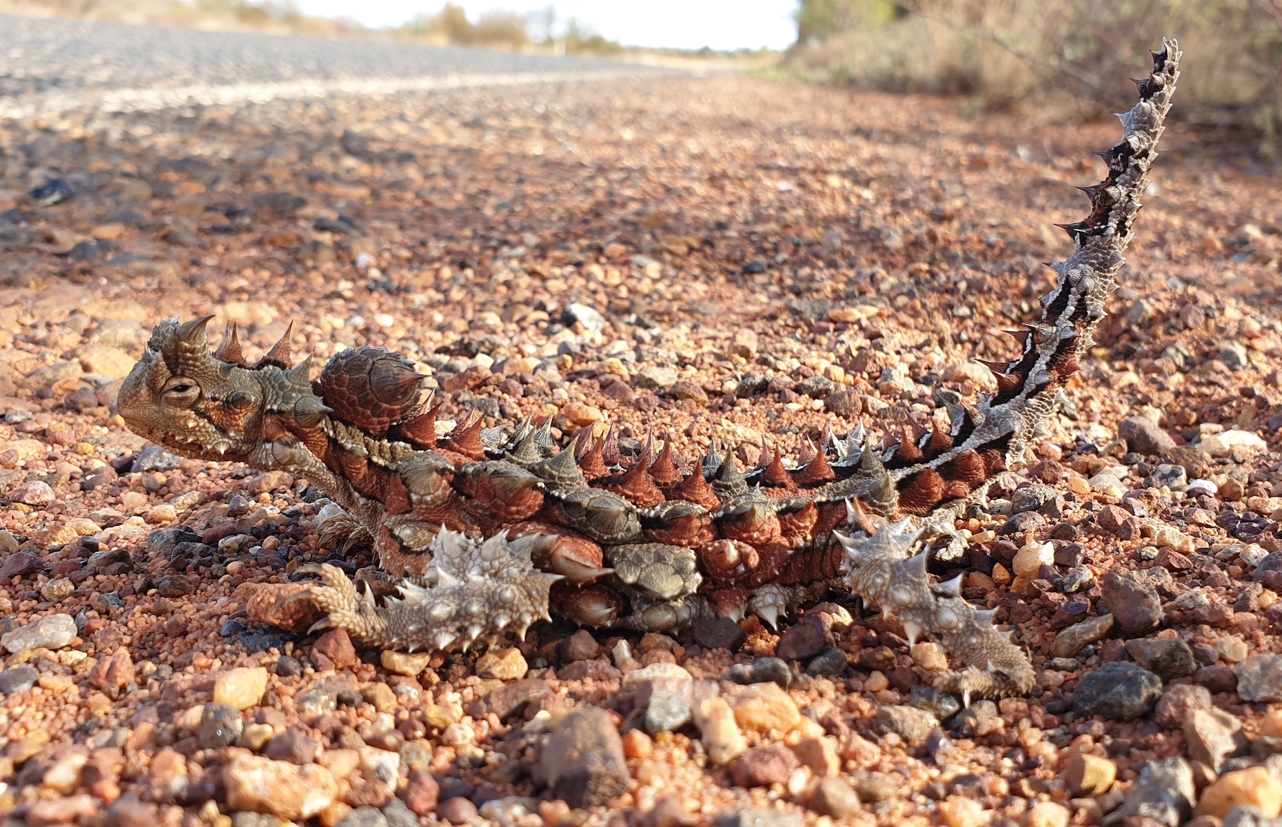 Молох. Молох после дождя. Thorny Devil перевод.