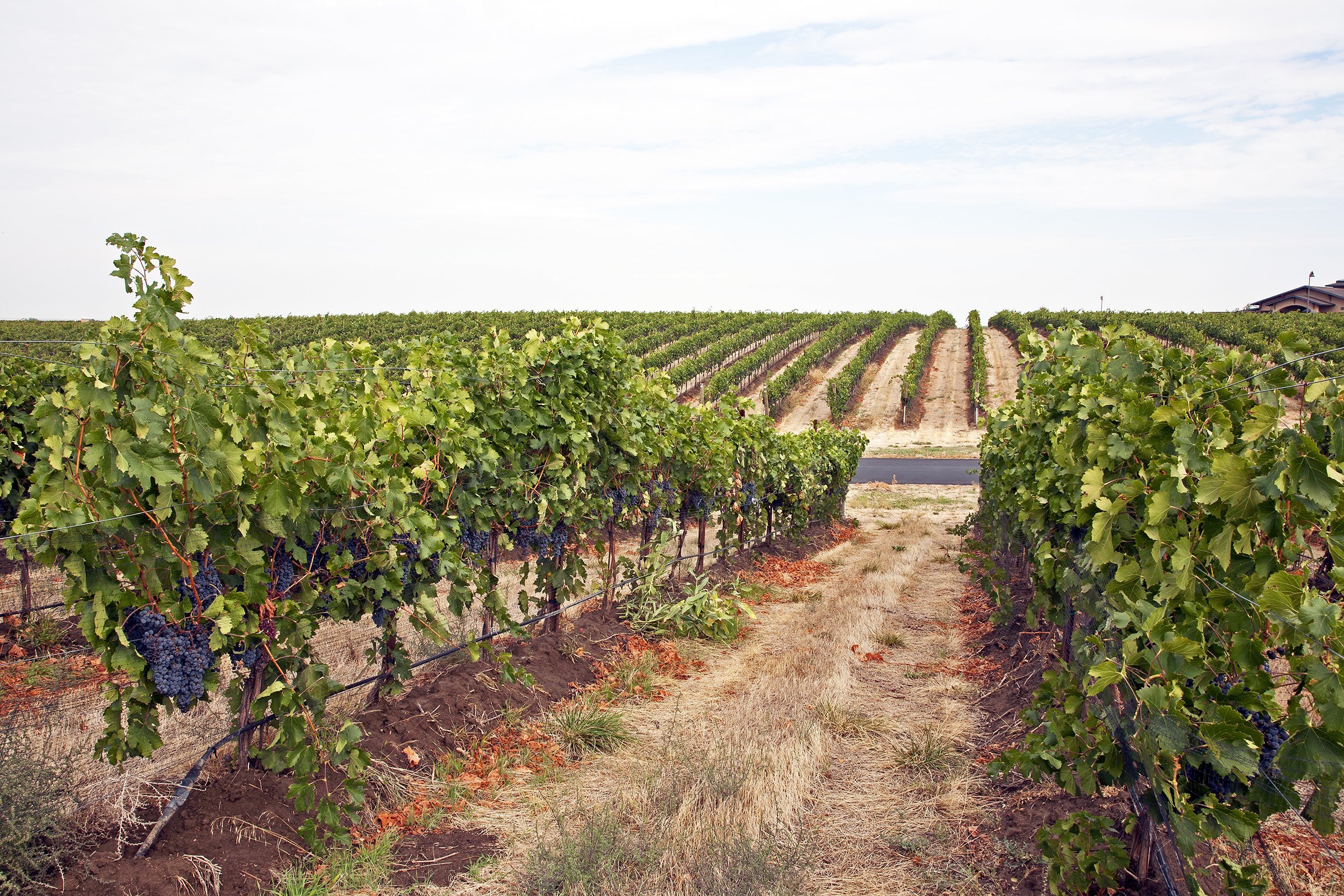 <p>Walla Walla is home to 120 wineries and has carved a niche as a global wine and culinary scene while maintaining a relaxed, small-town charm. Bike the farm-lined roads of Washington's unofficial wine capital by renting a cruiser for $10 an hour at Allegro Cyclery.</p>