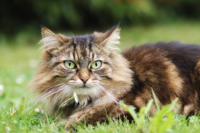 17 Long-Haired Cat Breeds That Have Seriously Impressive Locks