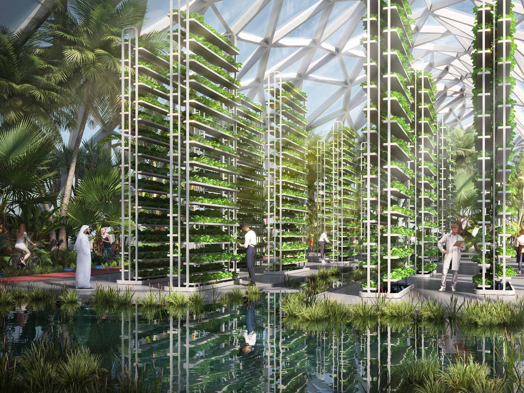 designs unveiled for dubai mangroves, world’s largest coastal regeneration project