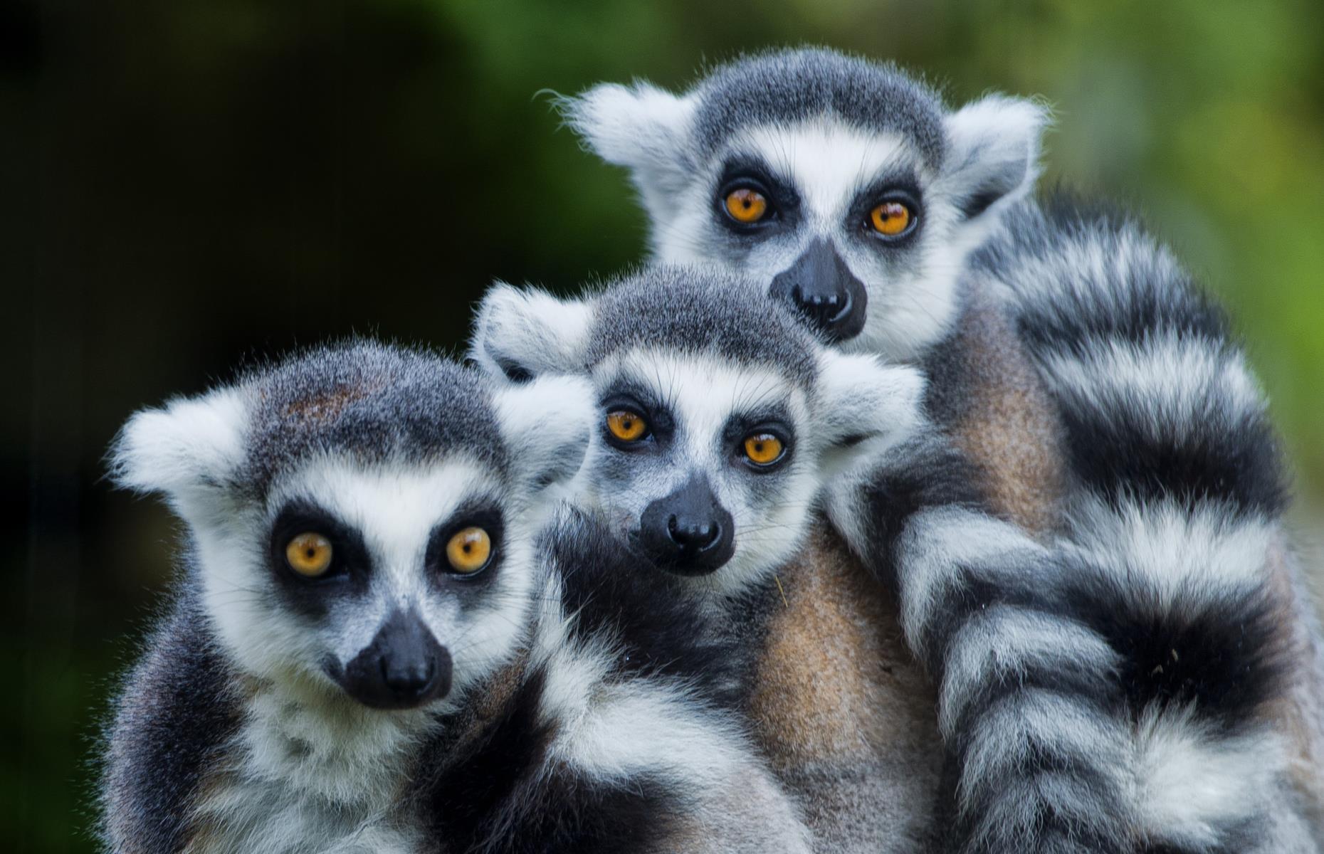 Explore biodiverse Madagascar – a sun-baked island nation off the coast of southeast Africa – and you’ll be in close contact with its indigenous wildlife. An incredible 5% of all known plant and animal species can be found here and its rainforests and deserts are home to rare reptiles, towering baobab trees and over one hundred species of lemur.