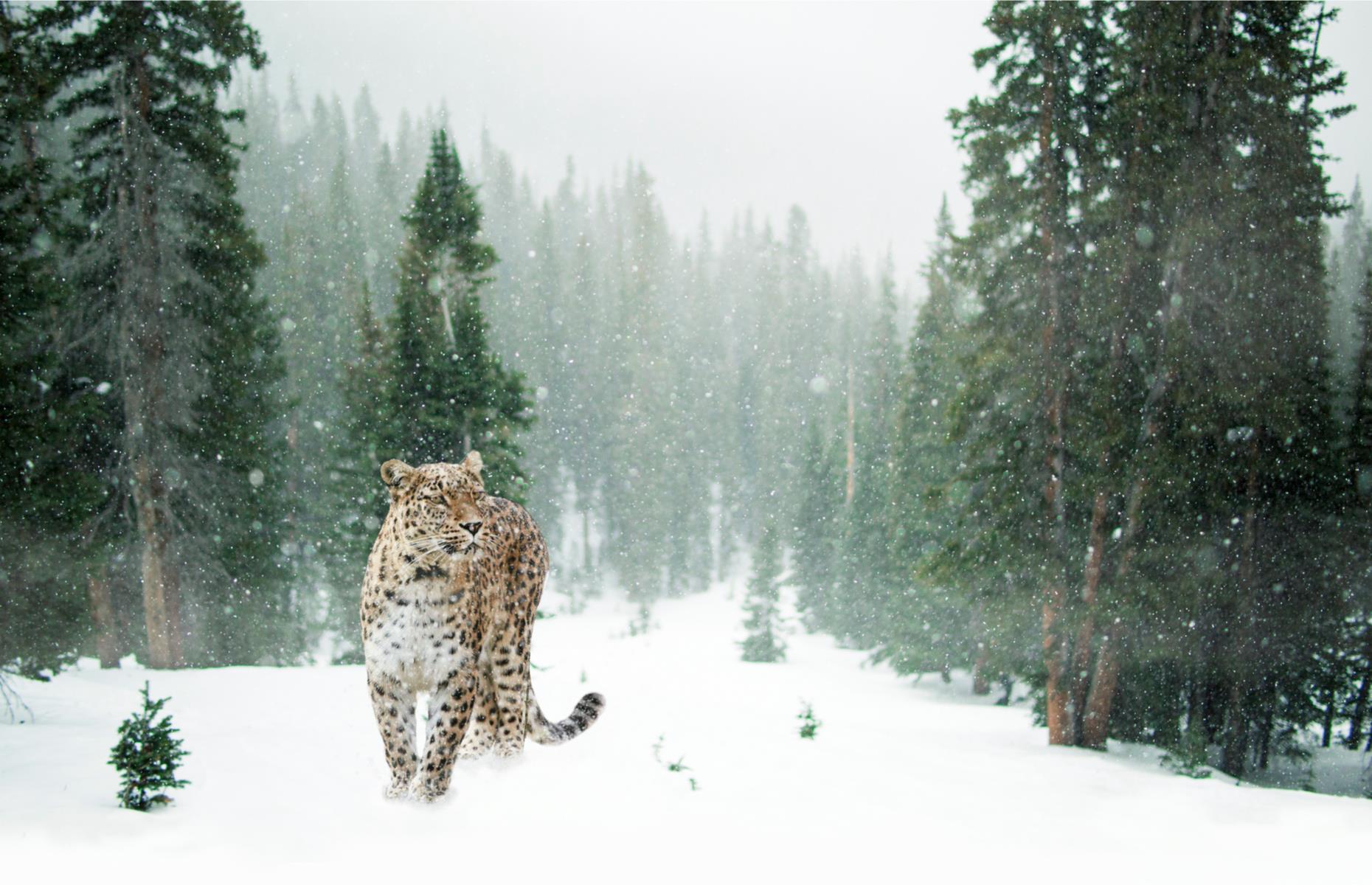 <p>Travel expedition specialists <a href="https://pelorusx.com/snow-leopards-himalayas-north-india/">Pelorus</a> work with guides who helped the BBC Natural History unit track and film these predators for smash-hit nature documentary <em>Planet Earth</em>. Now they’re opening up the adventure to intrepid guests – join local experts to see snow leopards in their natural habitat of Ulley Valley, in the region of Jammu and Kashmir.</p>  <p><strong><a href="https://www.loveexploring.com/gallerylist/85261/incredible-photos-of-abandoned-islands-the-world-forgot">Incredible photos of abandoned islands the world forgot</a></strong></p>