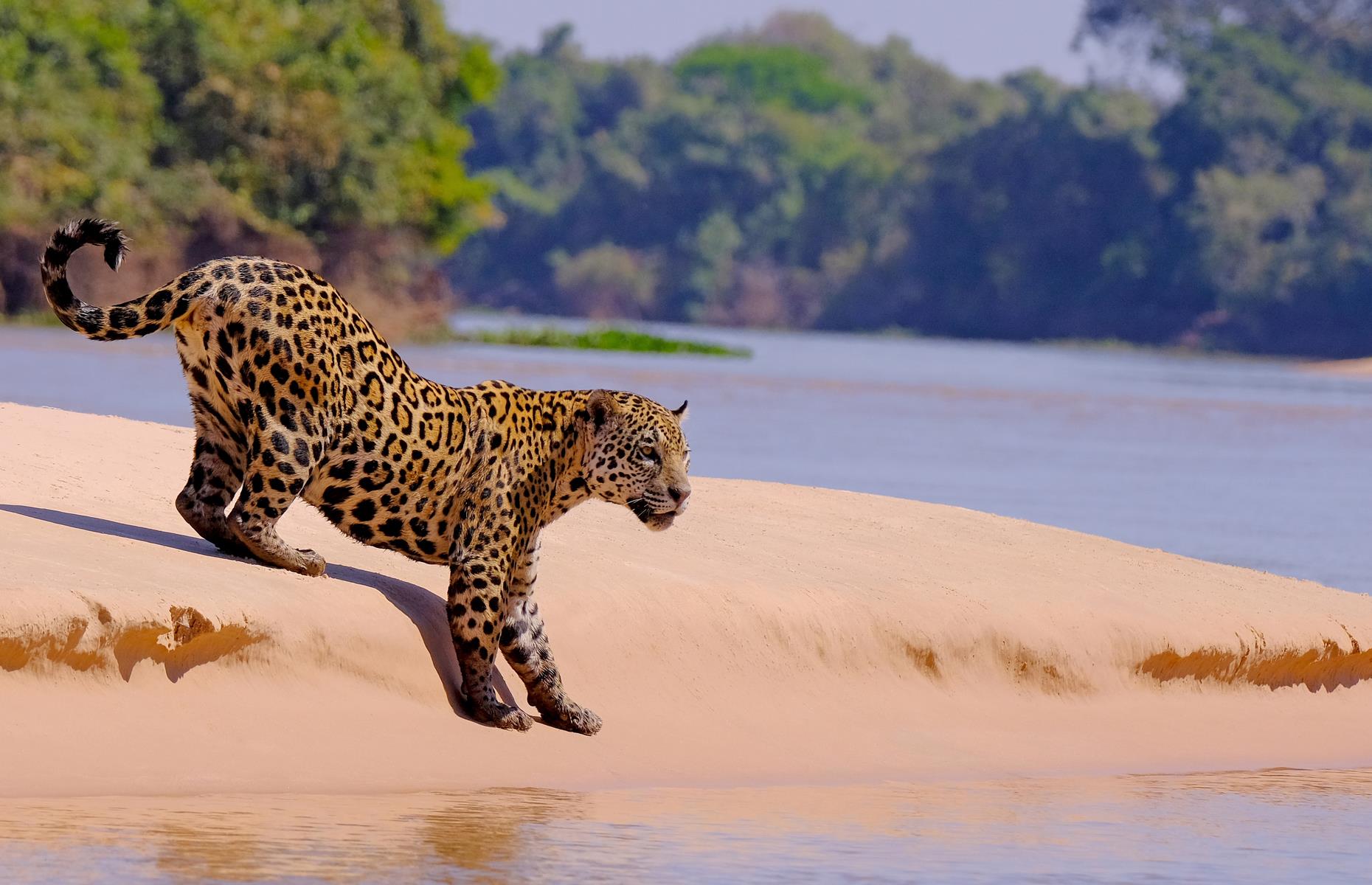 Brazil’s Pantanal is one of the world’s most important wetlands. It’s also one of the best places on the planet to see jaguars. The dry season – which runs from June to October – offers almost guaranteed sightings, with a whopping 90% of visitors spotting the normally elusive big cat (as well as river otters, giant anteaters and caimans).