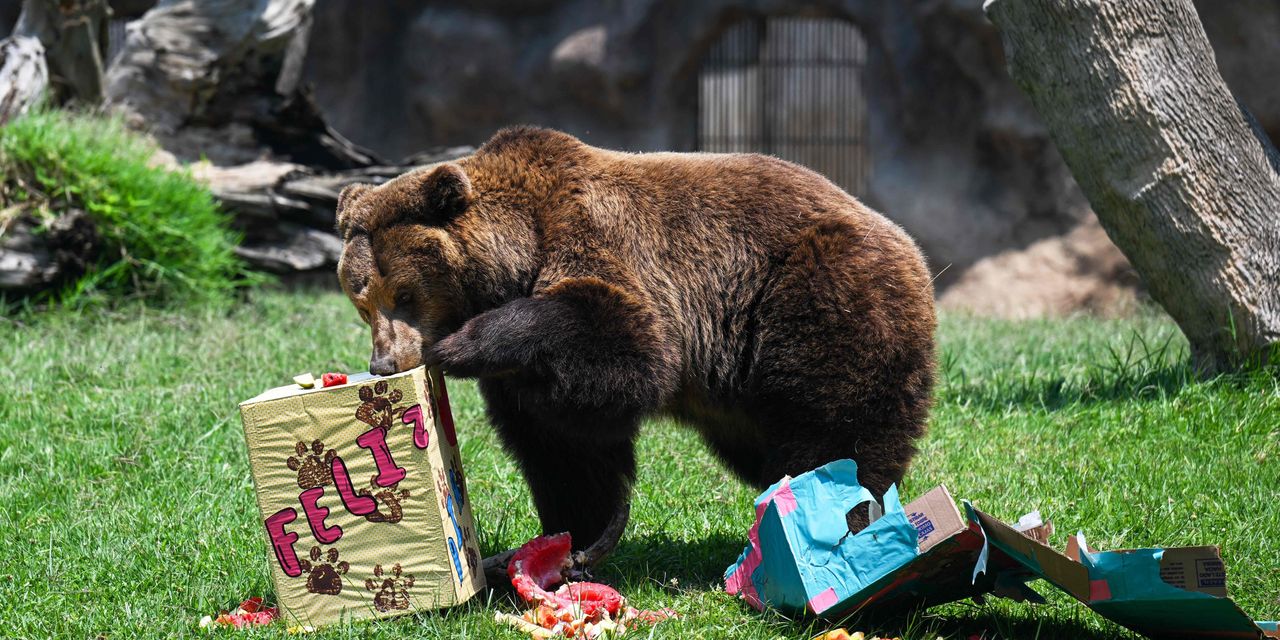 the stock market is becoming a picnic for the bears