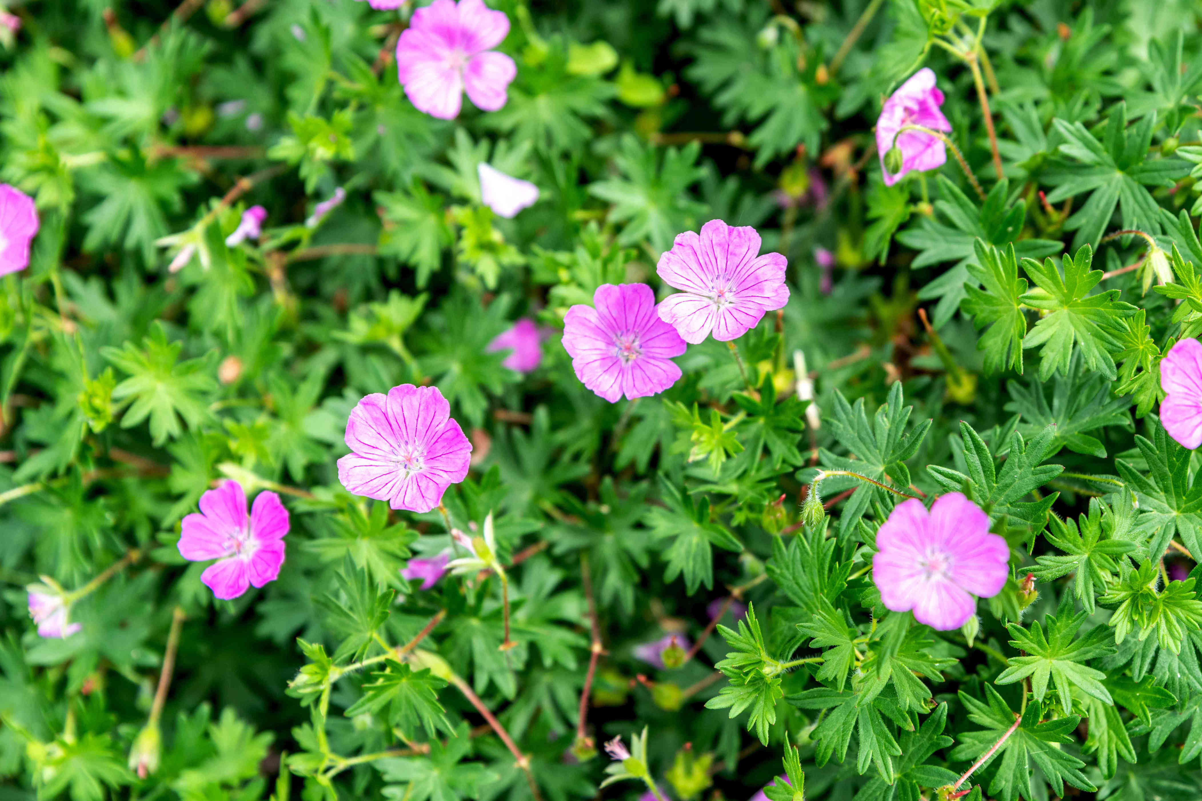 How To Grow And Care For Perennial Geranium