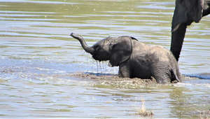 Baby elephant stumbles and falls through deep river crossing