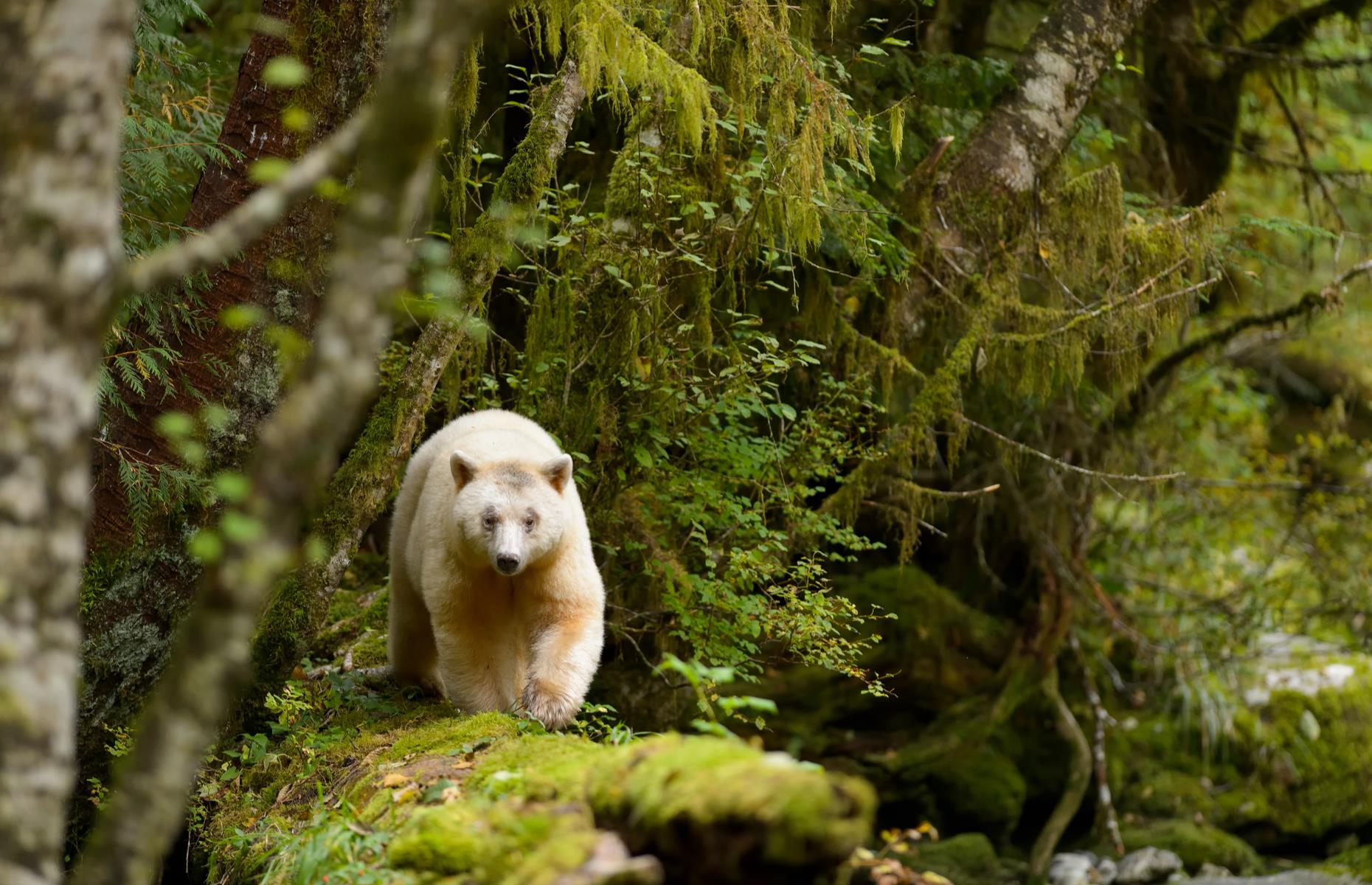 <p>Pause for breath in British Columbia’s Great Bear Rainforest and you may hear the screech of a bald eagle, the howl of the rare coastal wolf or the sound of branches cracking as a ghostly spirit bear makes its way through the forest. These all-white animals – actually a mutated sub-species of black bear – are so rare that Indigenous communities believe they have supernatural powers.  </p>  <p><a href="https://www.loveexploring.com/galleries/169844/the-staggering-beauty-of-canadas-national-park-reserves?page=1"><strong>The staggering beauty of Canada's national park reserves</strong></a></p>
