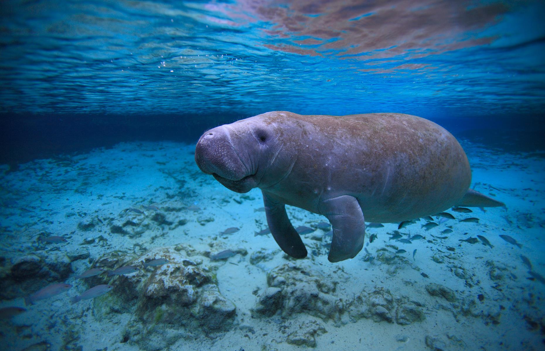 <p>Crystal River in northern Florida is the only place in North America where you can legally swim with the bizarre-looking manatees, which were once thought to be mermaids (<a href="https://www.history.com/this-day-in-history/columbus-mistakes-manatees-for-mermaids">Christopher Columbus recorded</a> plenty of ‘mermaid’ sightings in his 15th-century ship’s logs). </p>  <p><a href="https://www.loveexploring.com/galleries/111338/amazing-wild-animals-you-can-see-in-americas-national-parks?page=1"><strong>Amazing animals you can see in America's national parks</strong></a></p>