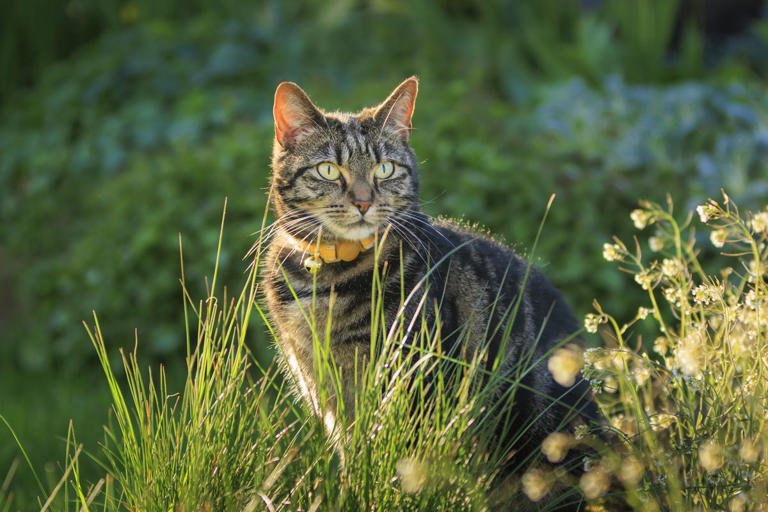 How to stop cats pooping in the garden 